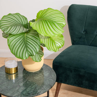 Calathea Orbifolia - House of Kojo