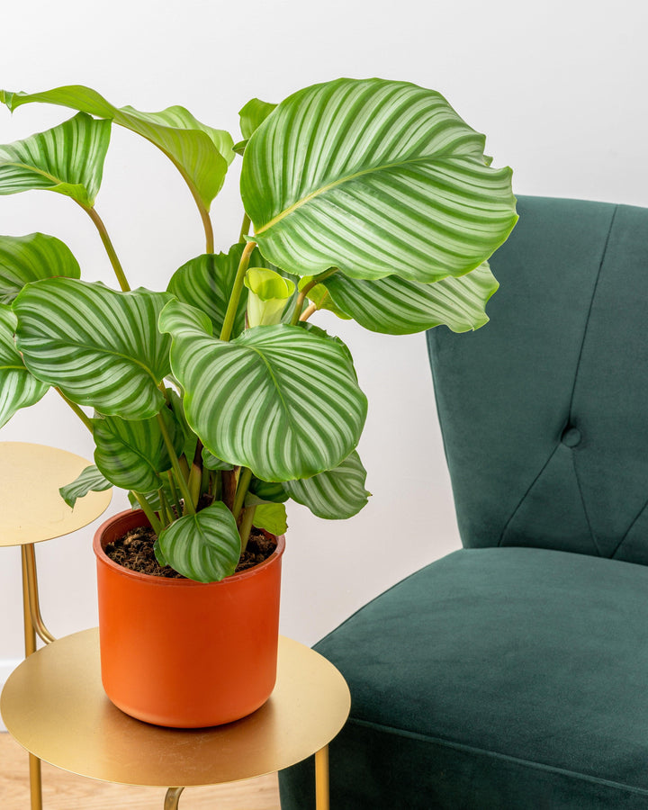 calathea orbifolia xl Calathea Orbifolia