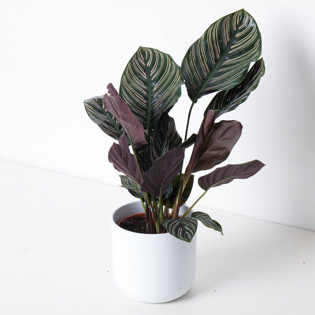 Calathea Ornata Pinstripe Plant - House of Kojo