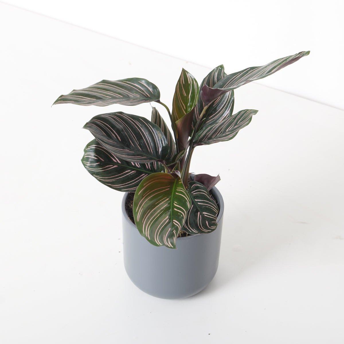 Calathea Ornata Pinstripe Plant - House of Kojo