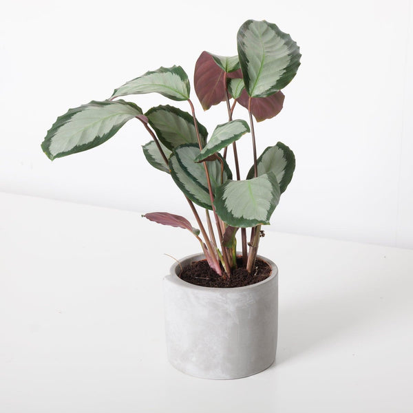 Calathea Picturata Argentea