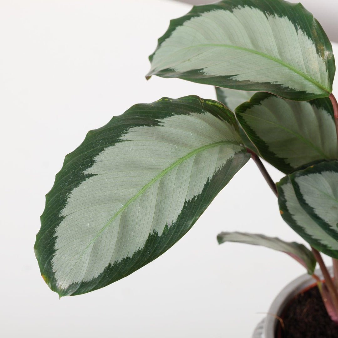calathea pictura argentea Calathea Picturata Argentea