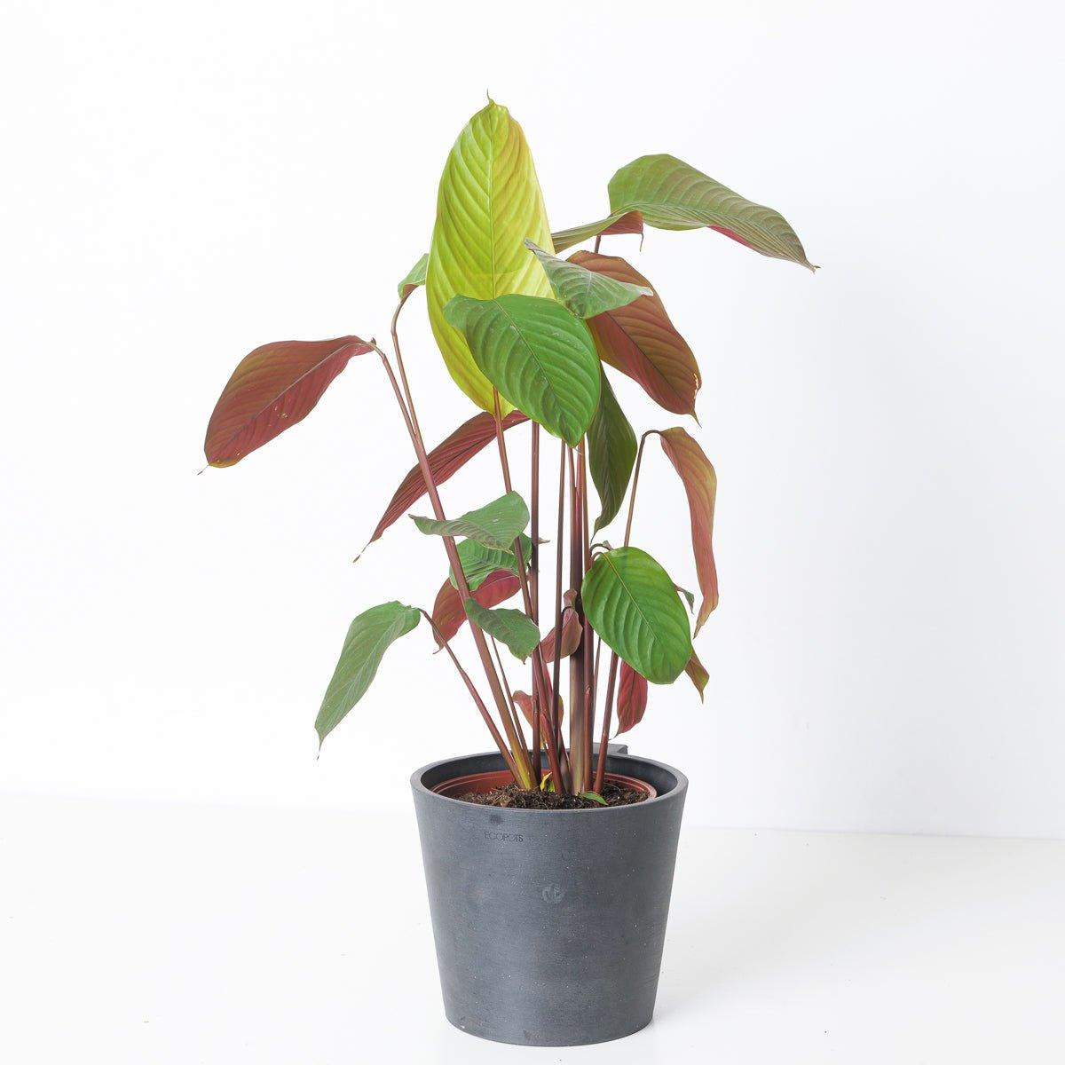 Calathea pruinosa 'Choco' - House of Kojo