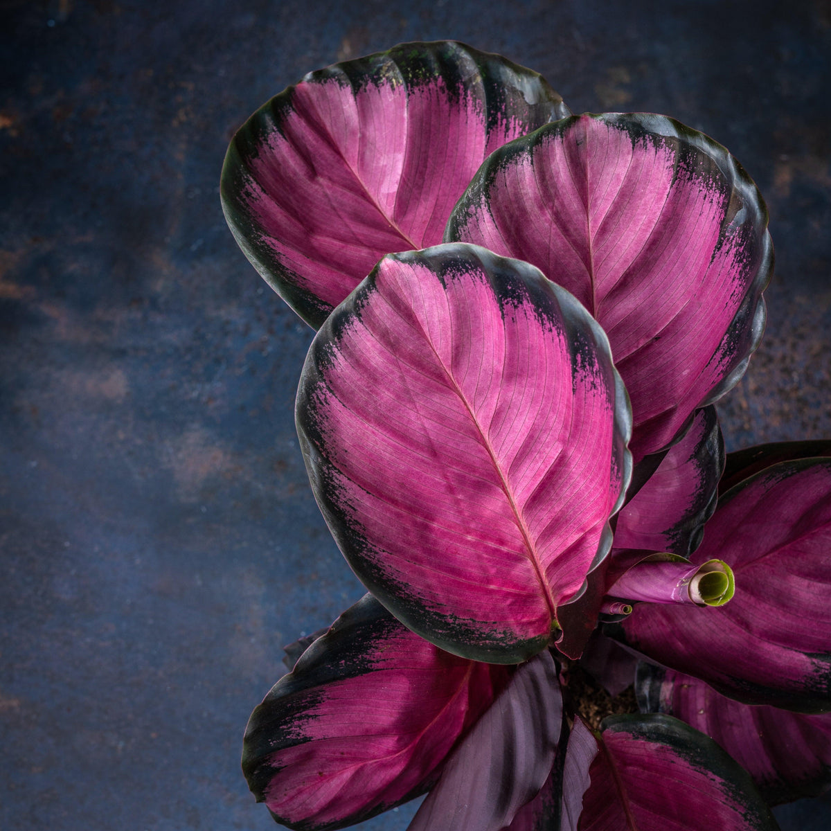 Calathea Roseopicta Crimson - House of Kojo