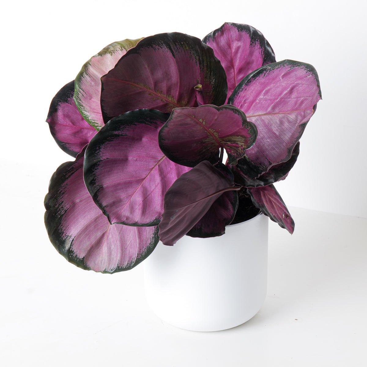 Calathea Roseopicta Crimson - House of Kojo