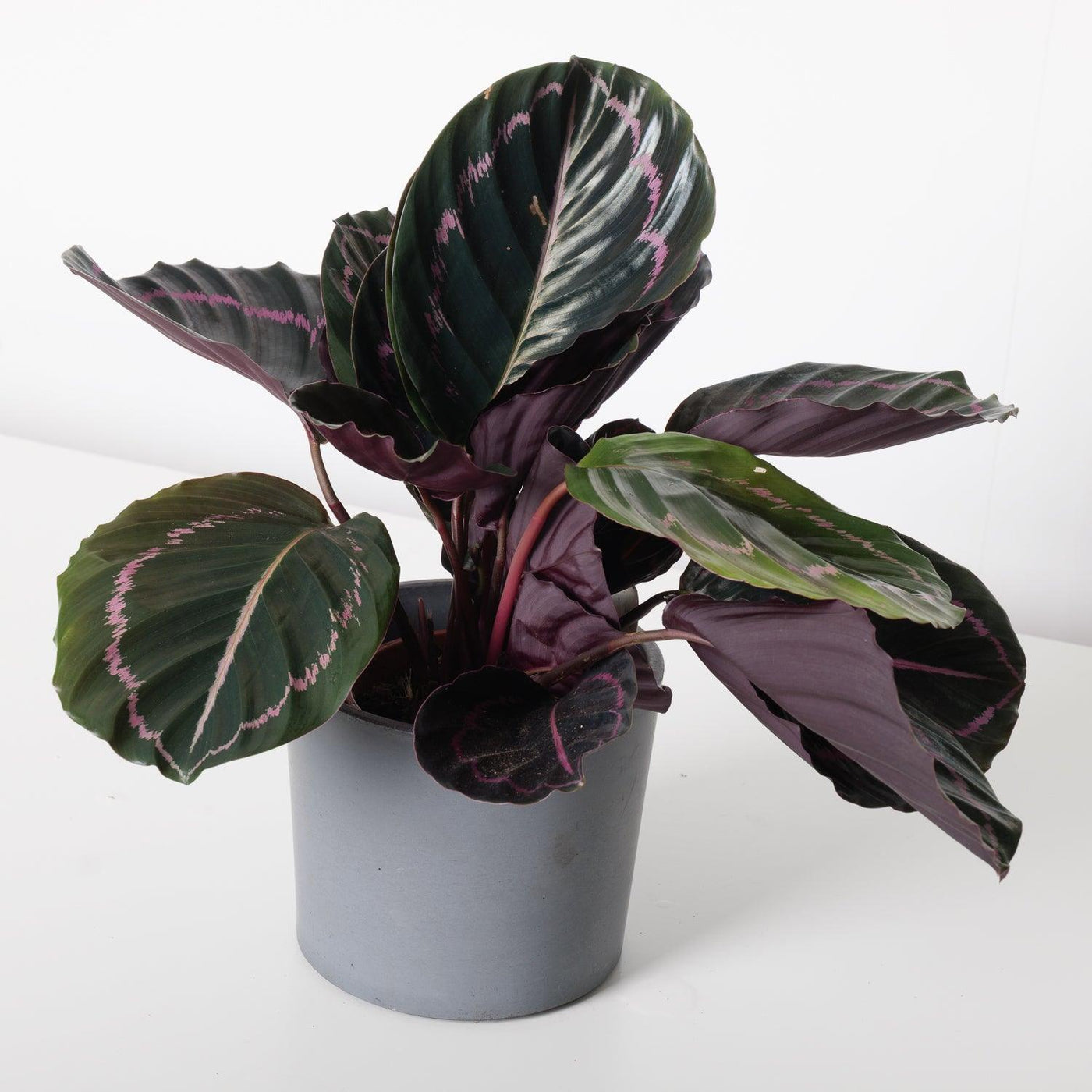 Calathea Roseopicta 'Dottie' - House of Kojo