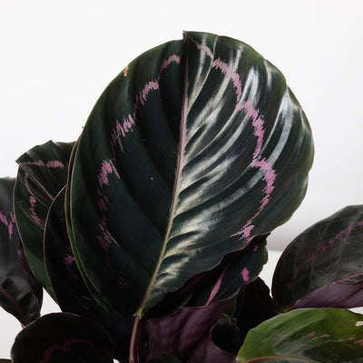 Calathea Roseopicta 'Dottie' - House of Kojo