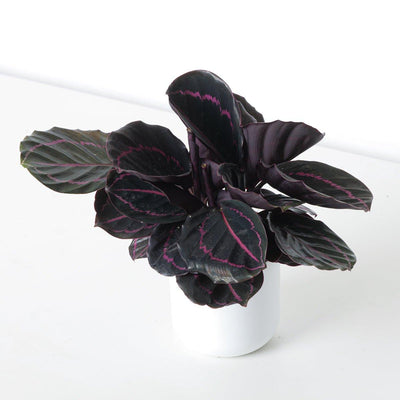 Calathea Roseopicta 'Dottie' - House of Kojo