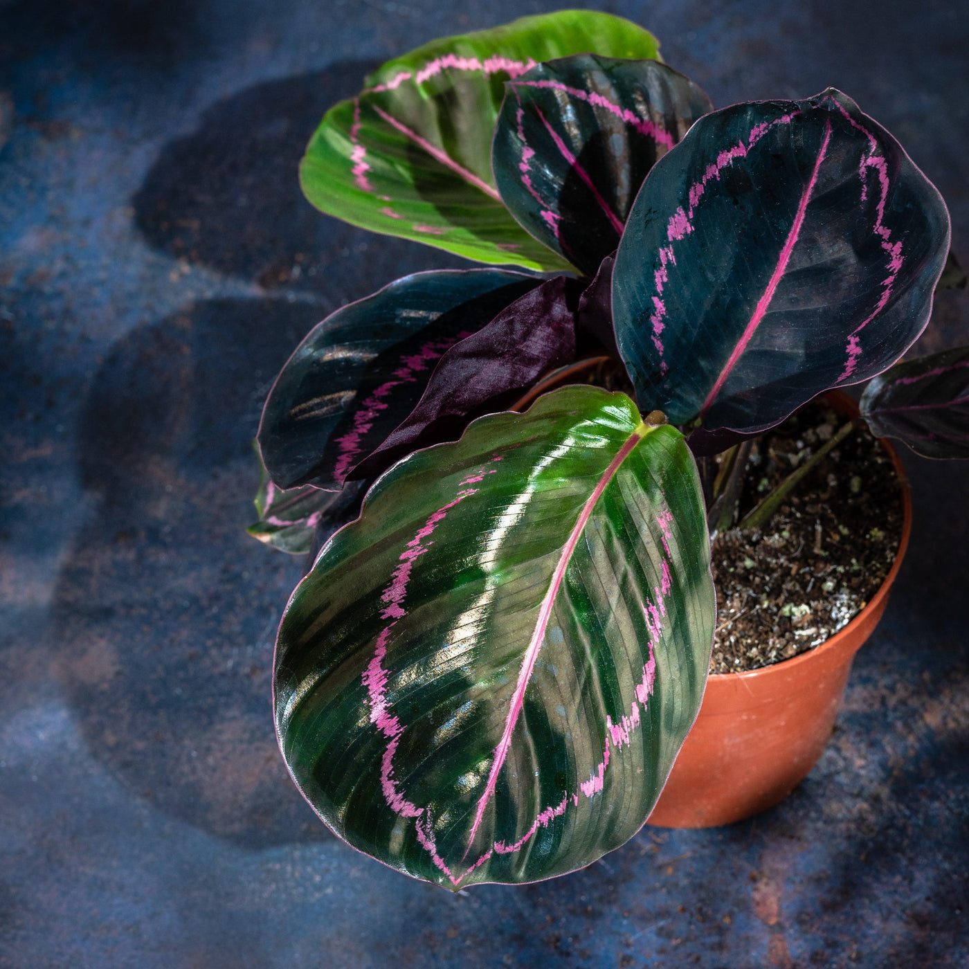 Calathea Roseopicta Dotty | 14cm Pot | Pet Friendly House Plant - House of Kojo