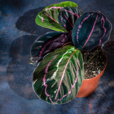 Calathea Roseopicta Dotty | 14cm Pot | Pet Friendly House Plant - House of Kojo