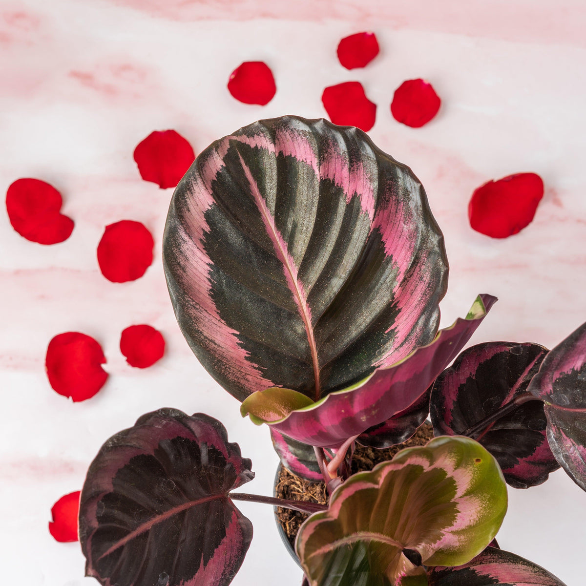 Calathea Roseopicta Dotty | 14cm Pot | Pet Friendly House Plant - House of Kojo