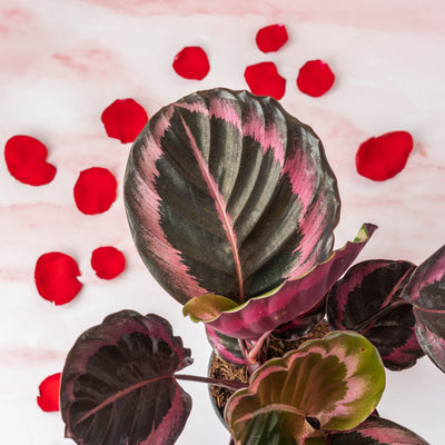 Calathea Roseopicta Dotty | 14cm Pot | Pet Friendly House Plant - House of Kojo