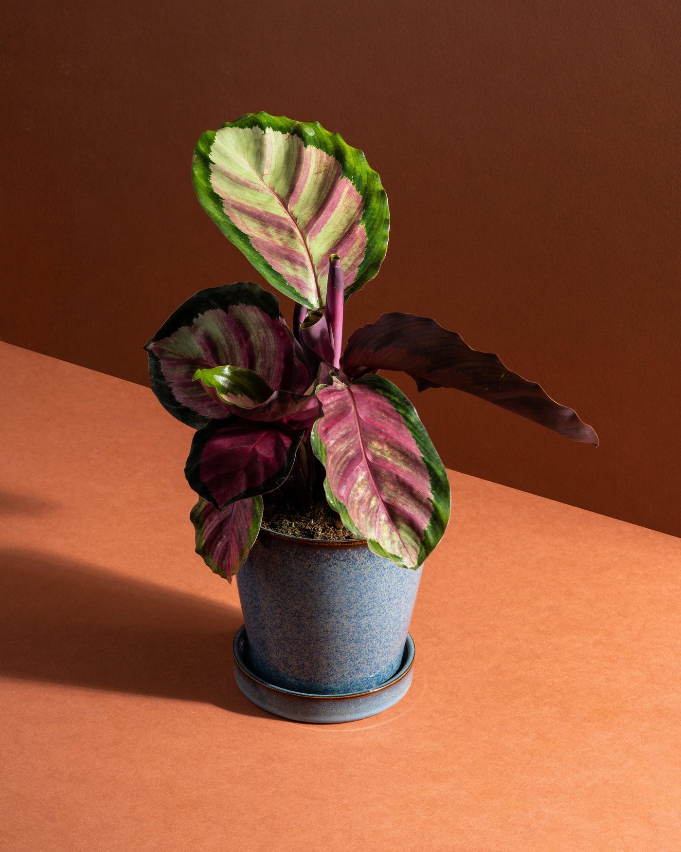 Calathea Roseopicta Rosy | 12cm Pot | Pet Friendly House Plant - House of Kojo