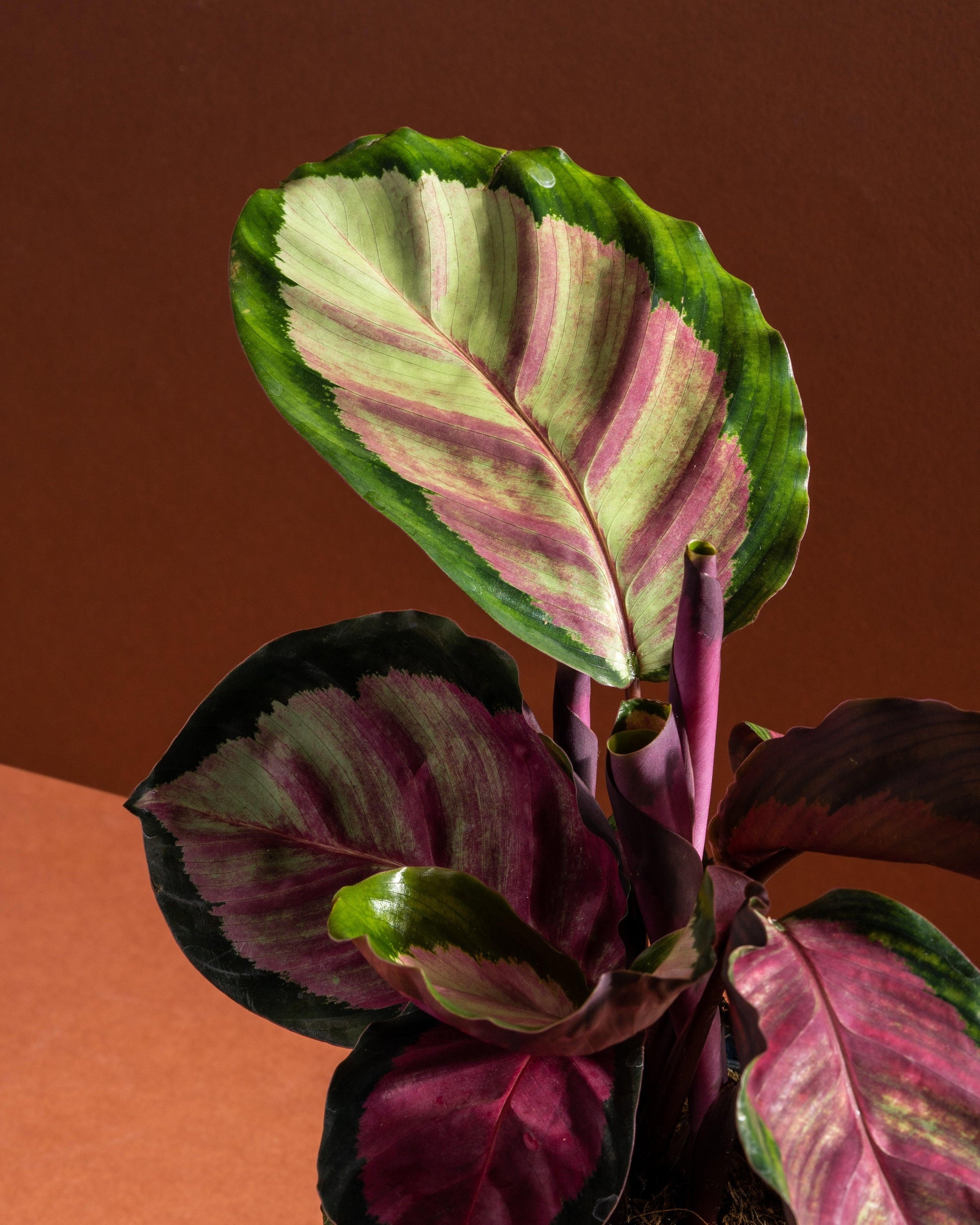 Calathea Roseopicta Rosy | 12cm Pot | Pet Friendly House Plant - House of Kojo
