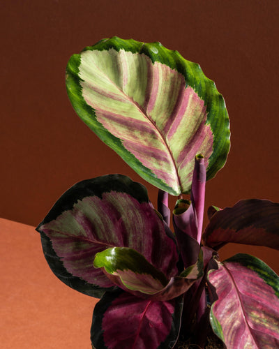 Calathea Roseopicta Rosy | 12cm Pot | Pet Friendly House Plant - House of Kojo