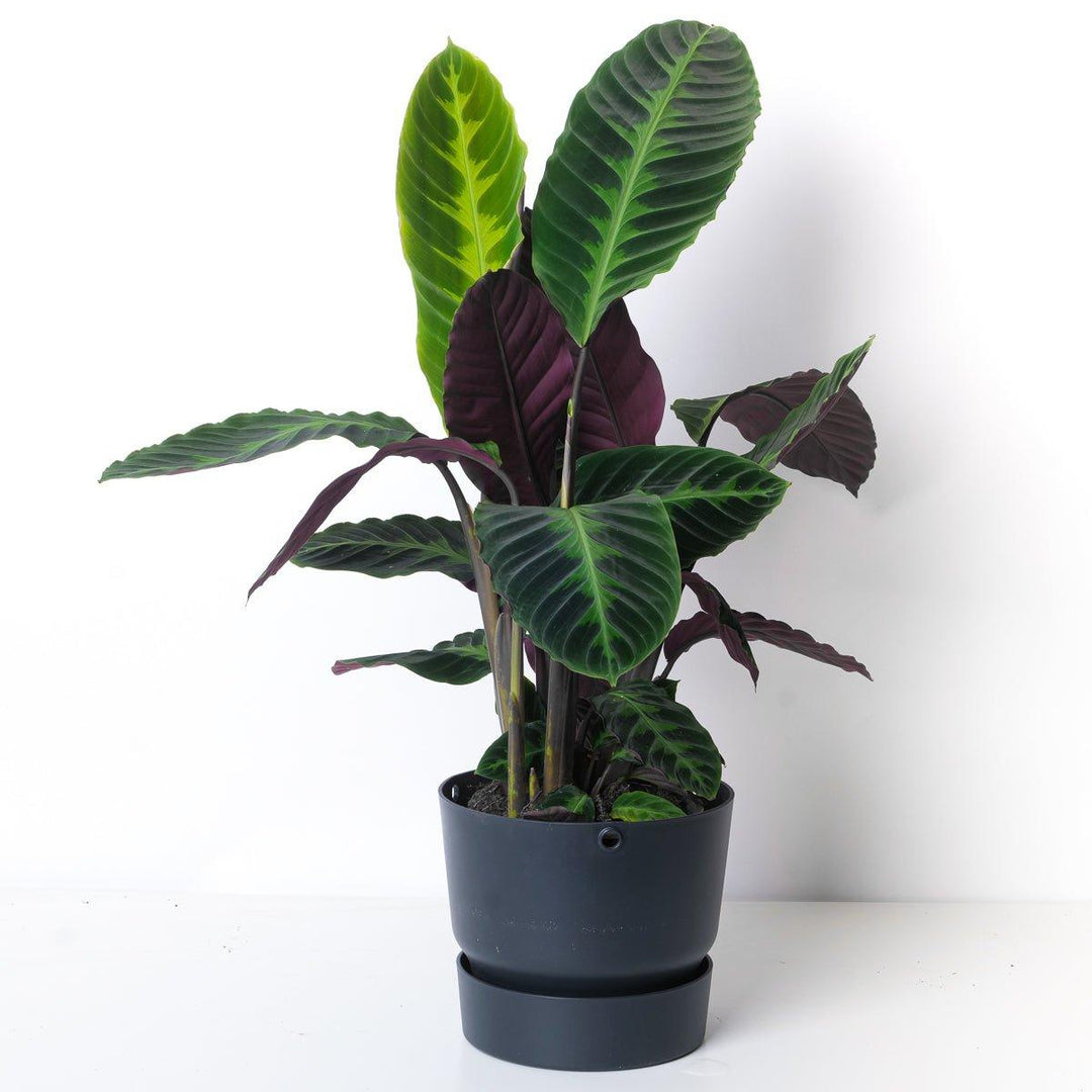 Calathea Warscewiczii | Indoor Plants and Accessories  House of Kojo