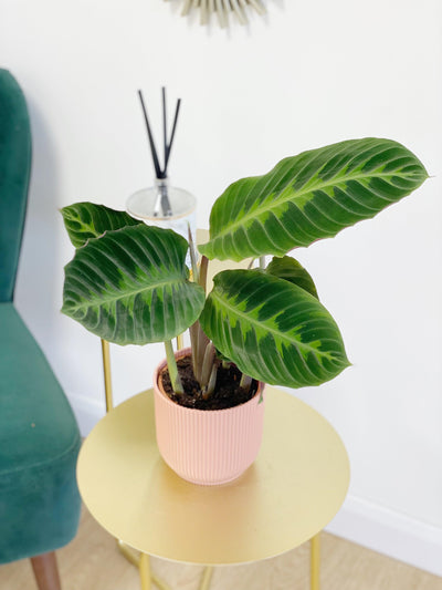 Calathea Warscewiczii - House of Kojo