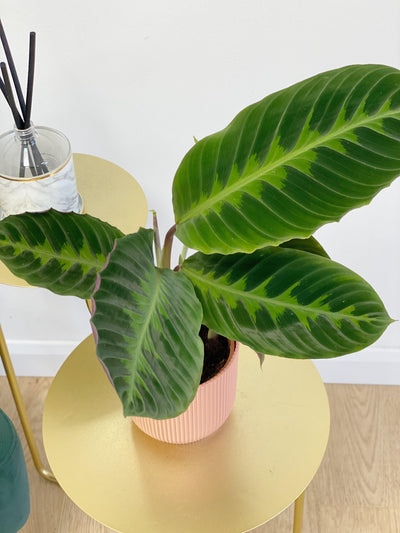 Calathea Warscewiczii - House of Kojo