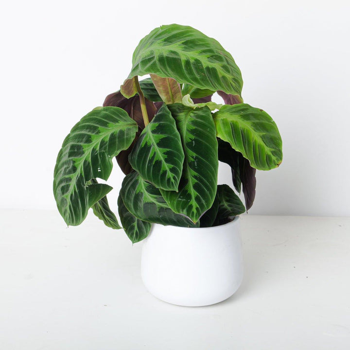 Calathea Warscewiczii