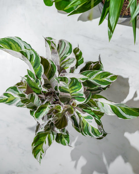 Calathea White Fusion