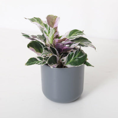 Calathea White Fusion - House of Kojo