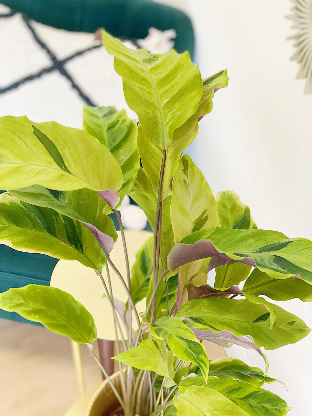 Calathea Yellow Fusion