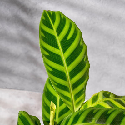 Calathea Zebrina - House of Kojo