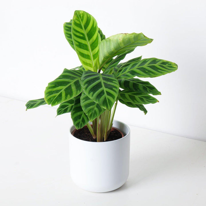 Calathea Zebrina