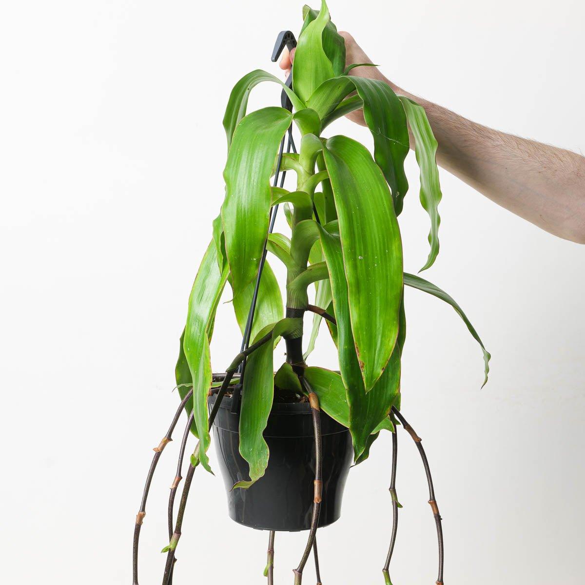 Callisia fragrans | Basket Plant - House of Kojo