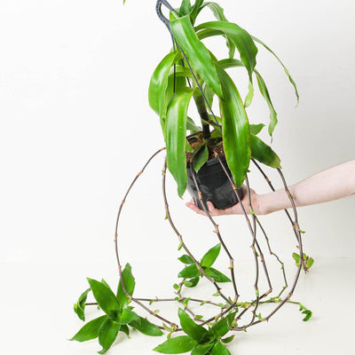 Callisia fragrans | Basket Plant - House of Kojo