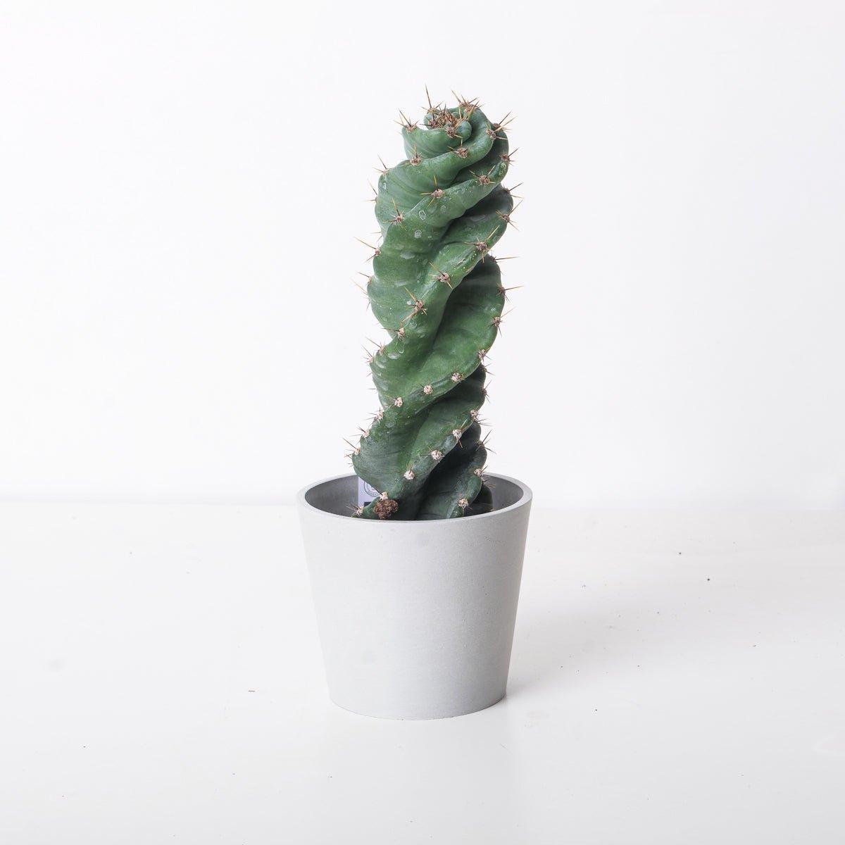 Cereus Forbesi | Spiralis Cactus - House of Kojo