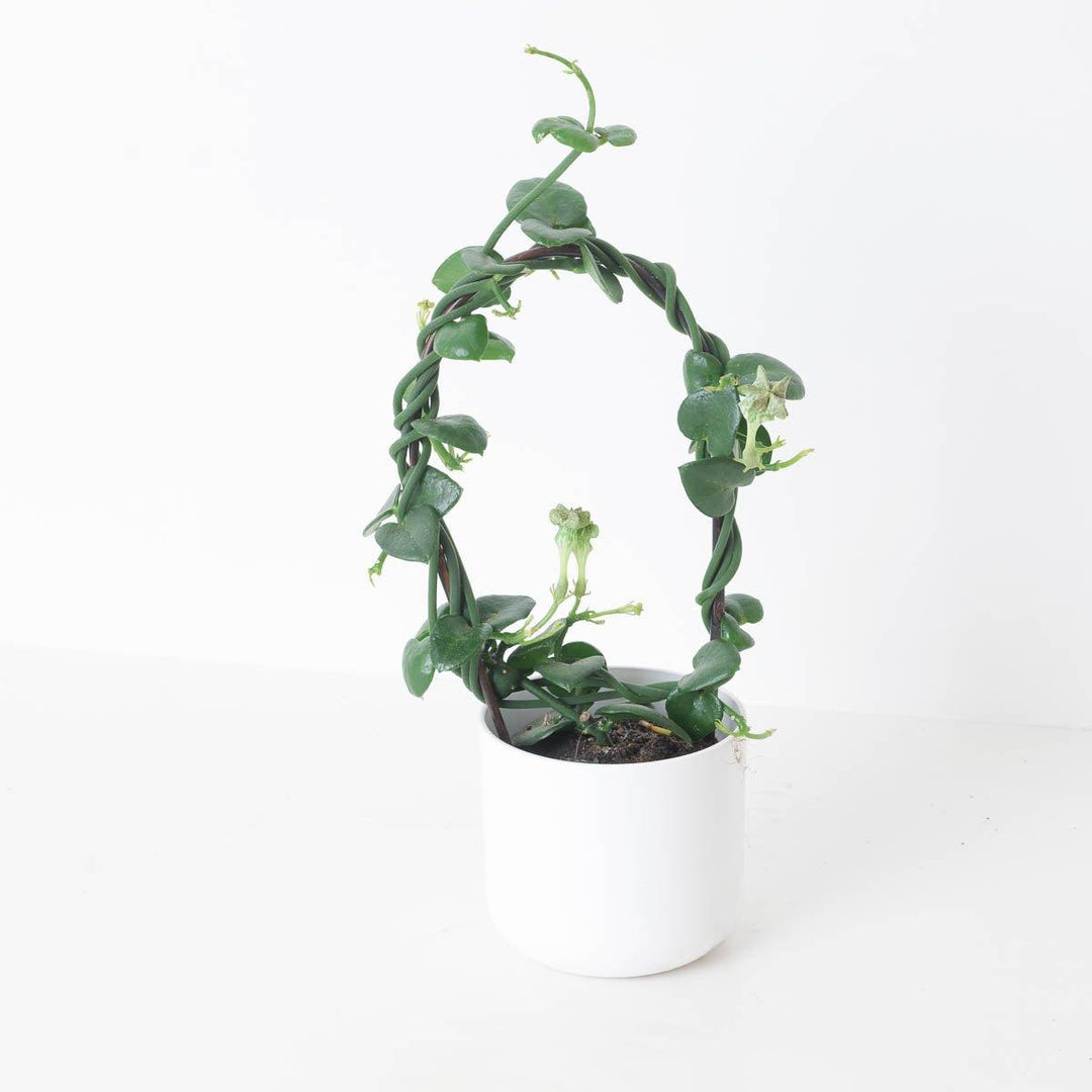 Ceropegia Sandersonii | Parachute Plant