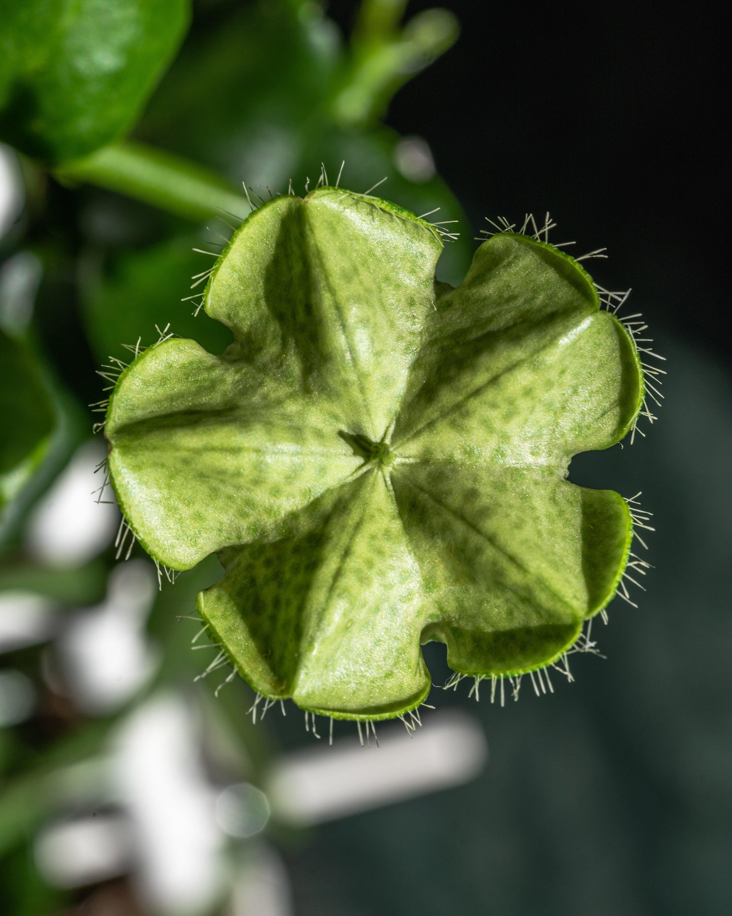 ceropegia parachute plant Ceropegia Sandersonii | Parachute Plant | 12cm Pot | House Plant