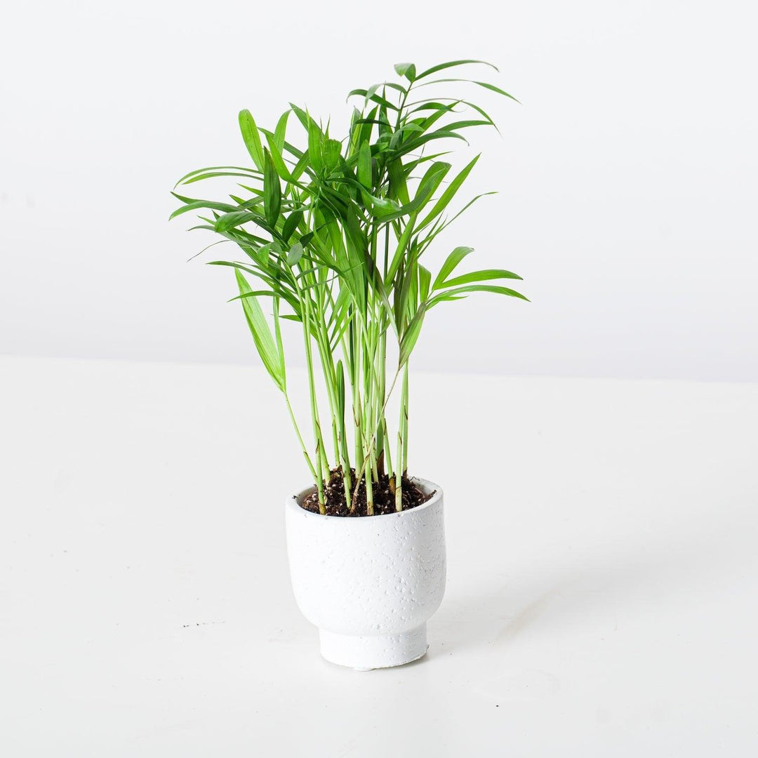parlor palm 中文 Chamaedorea Elegans | Parlour Palm