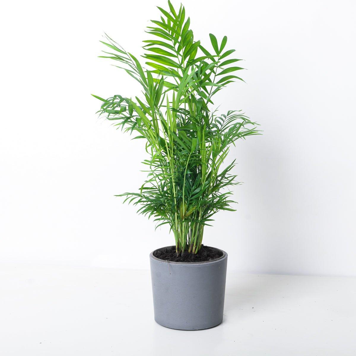 Chamaedorea Elegans | Parlour Palm - House of Kojo