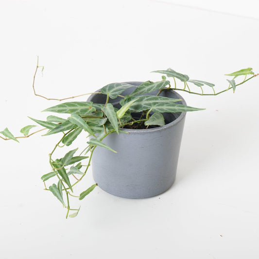 Cissus Amazonica Jungle Vine - House of Kojo