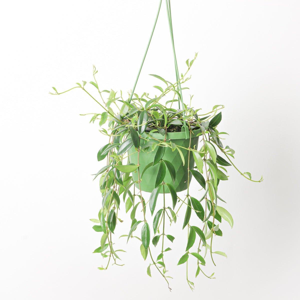 Codanthe Crassifolia - House of Kojo