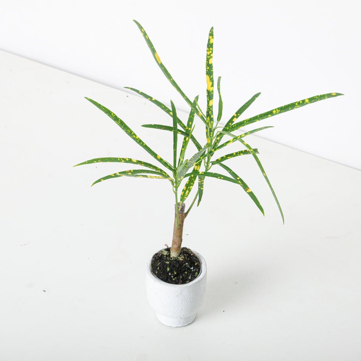 Codiaeum variegatum var. pictum - House of Kojo