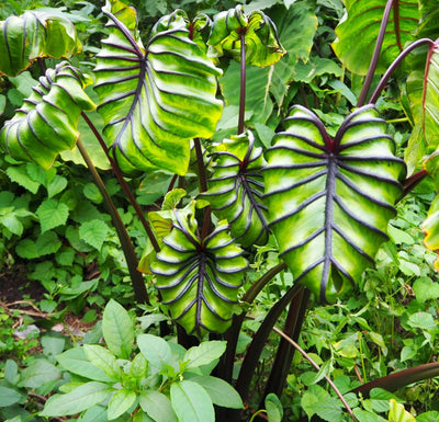 Colocasia Pharoah's Mask - House of Kojo