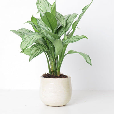 Como Ivory Plant Pot - House of Kojo