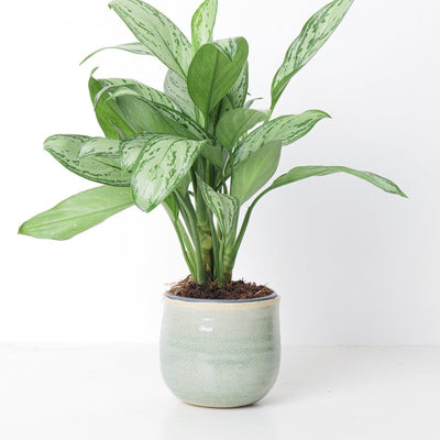 Como Mint Plant Pot - House of Kojo