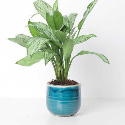 Como Turquoise Plant Pot - House of Kojo