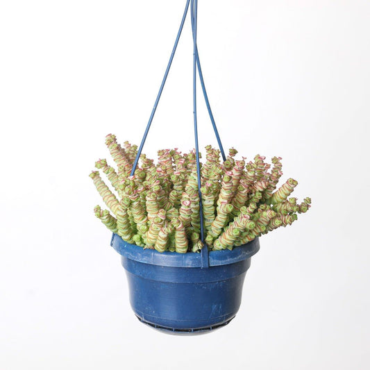 Crassula Marnieriana - House of Kojo