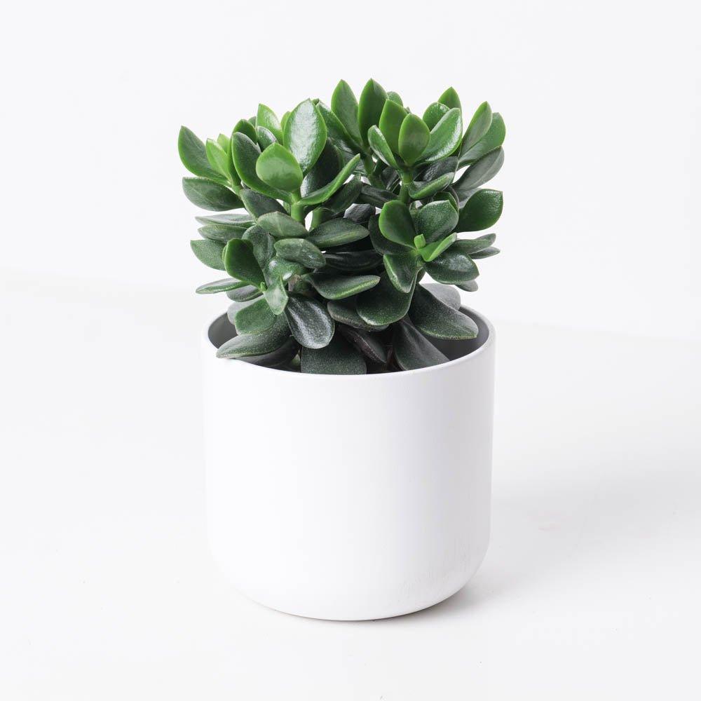 Crassula Ovata |  Jade Plant - House of Kojo