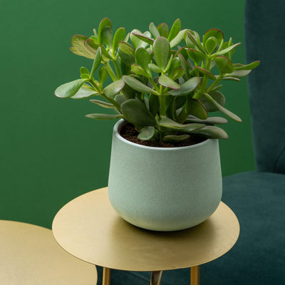 Crassula Ovata |  Jade Plant - House of Kojo