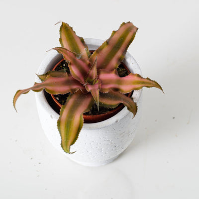 Cryptanthus bivittatus - House of Kojo