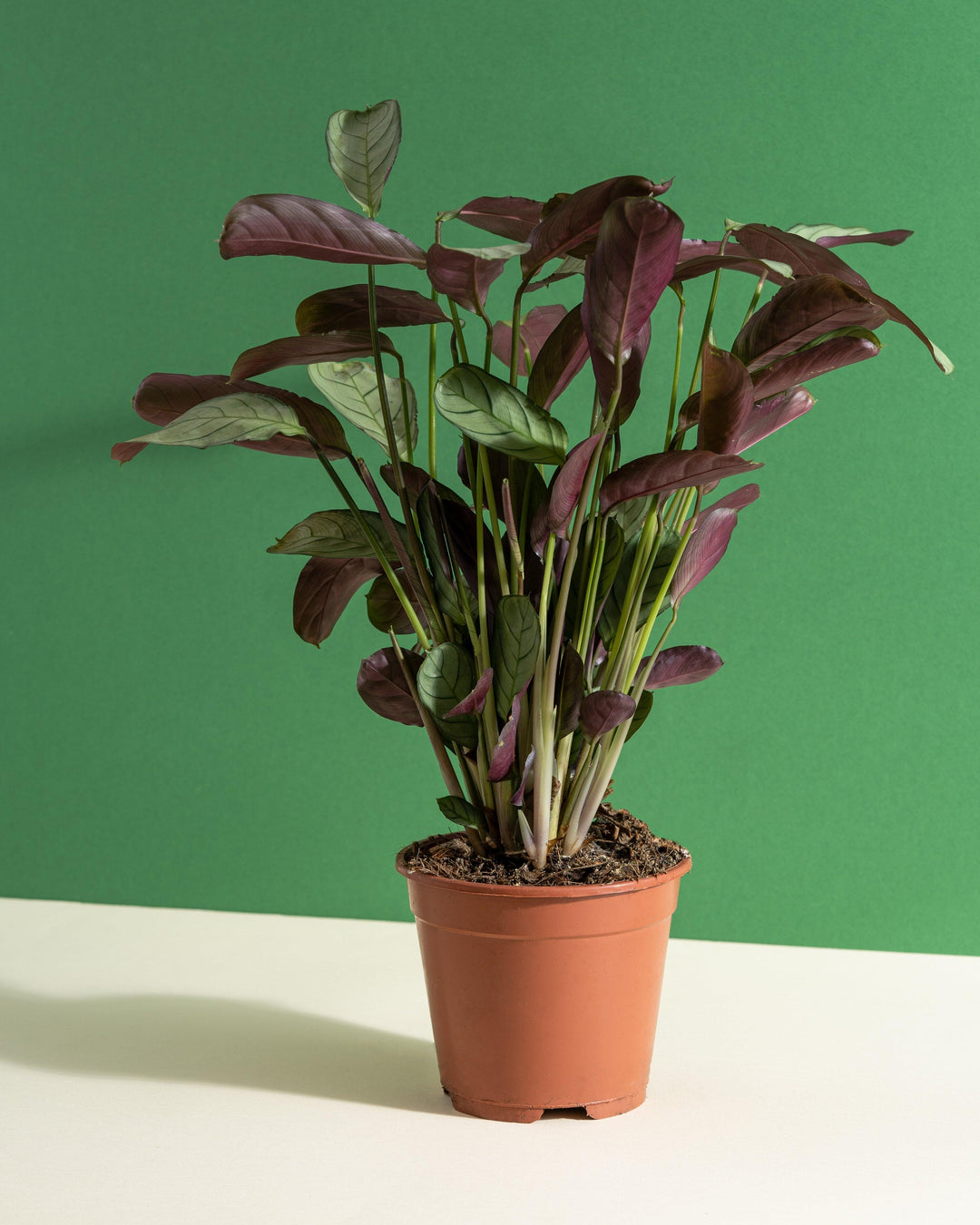 wishbone prayer plant Ctenanthe Burle Marxii Amagris | Fishbone Prayer Plant