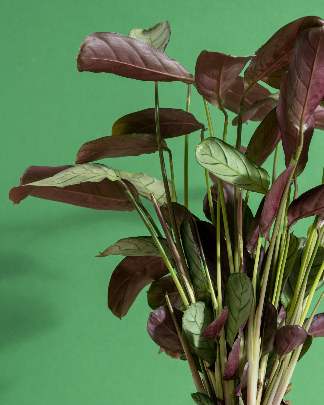 prayer plant ctenanthe Ctenanthe Burle Marxii Amagris | Fishbone Prayer Plant
