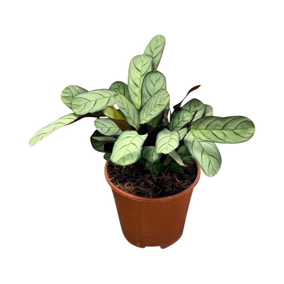 Ctenanthe Burle Marxii Amagris | Fishbone Prayer Plant - House of Kojo