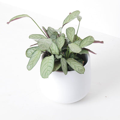 Ctenanthe Burle Marxii Amagris | Fishbone Prayer Plant - House of Kojo